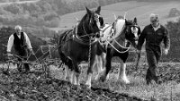 591 - PLOUGHING DAYS - FRY MARTIN - united kingdom <div